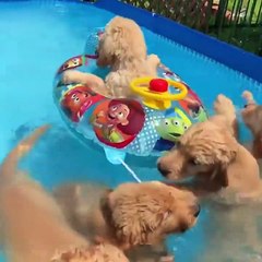 Funny Dogs Love Swimming #2 - Puppy Videos 2020