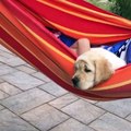 Funniest & Cutest Golden Retriever Puppies #3- Funny Puppy Videos 2020