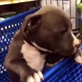 Funniest & Cutest Pitbull Puppies - Funny Puppy Videos 2020