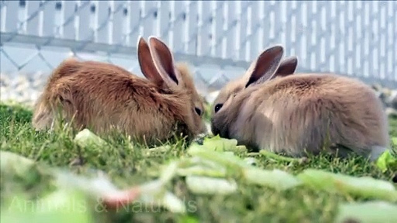 two brown rabbits