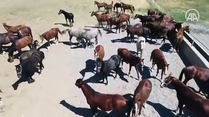 Şampiyon adayı safkan Arap atları Sultansuyu'nda yetiştiriliyor