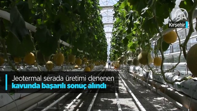 Jeotermal serada üretimi denenen kavunda başarılı sonuç alındı
