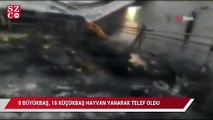 8 büyükbaş, 18 küçükbaş hayvan yanarak telef oldu