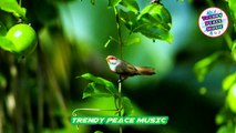 Beautiful Bird Sounds | Best Relaxing Bird Sound | Filmism World |