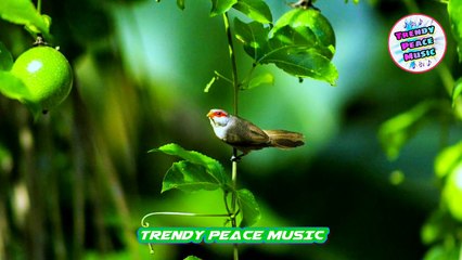 Beautiful Bird Sounds | Best Relaxing Bird Sound | Filmism World |