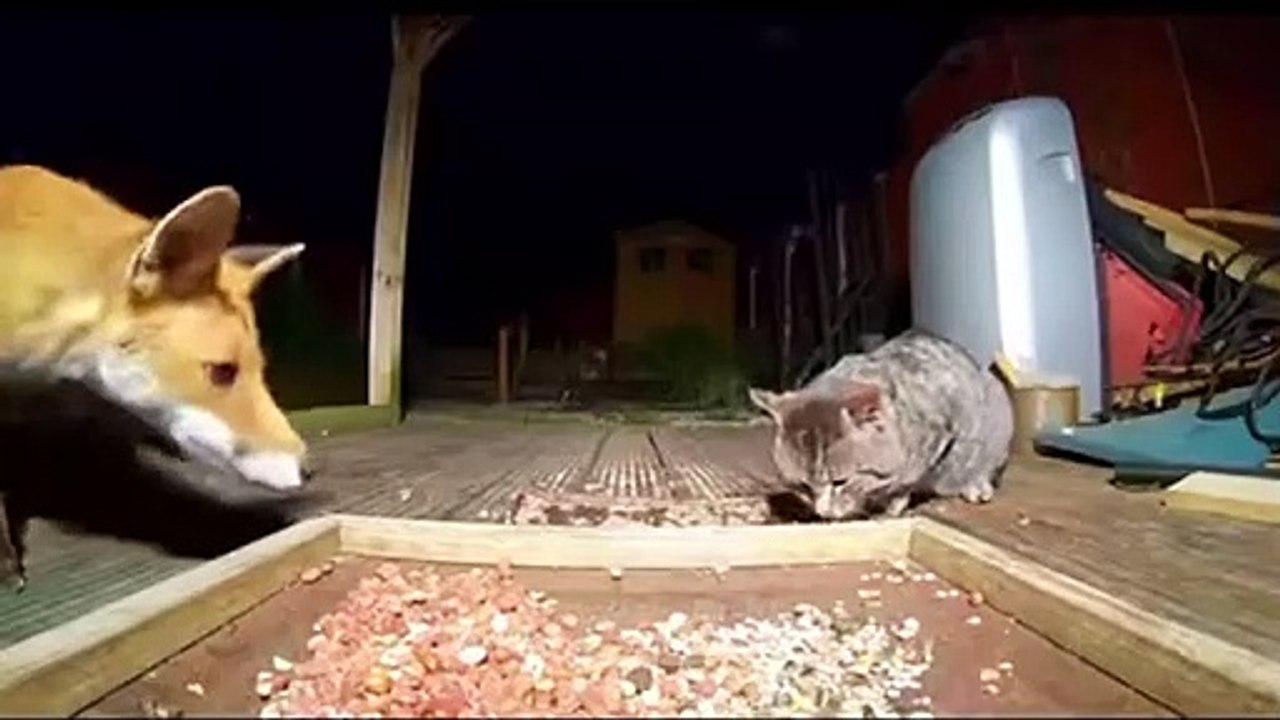 This is my food!