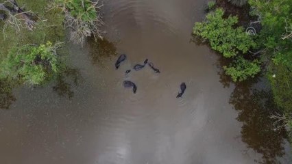 DRONE - Sıcaktan etkilenen manda ve atlar Karacabey Longozu'nda serinliyor