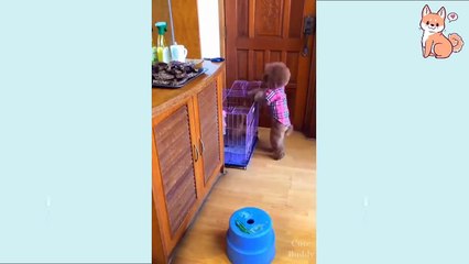 You will laugh at all the❣️ DOGS  Funny DOG Videos