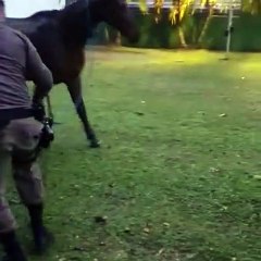 Download Video: Cavalos com água na altura do pescoço são resgatados em córrego em Florianópolis