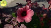 FLOR DE JAMAICA, CULTIVO 7 meses de CRECIMIENTO [][] _PROCESO COMPLETO_✨
