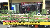 Polisi Bongkar Praktik Budidaya Tanaman Ganja
