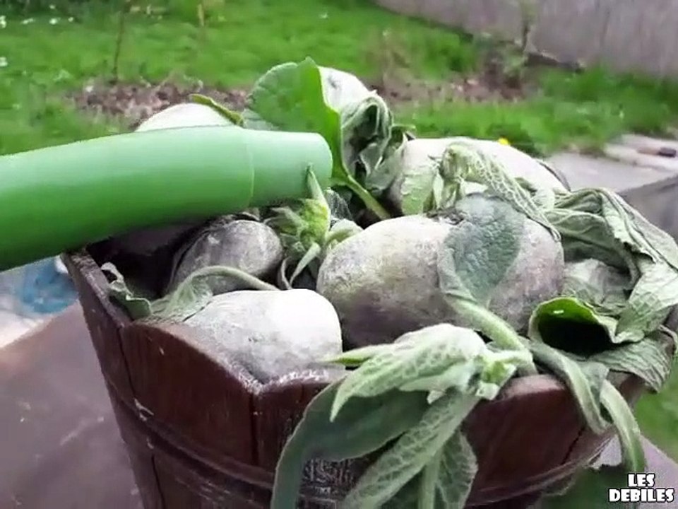 Quand ta plante t'offre une bière si tu l'arroses