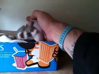Cette maman furet attrape le bras de son maitre pour lui présenter ses petits... Adorable