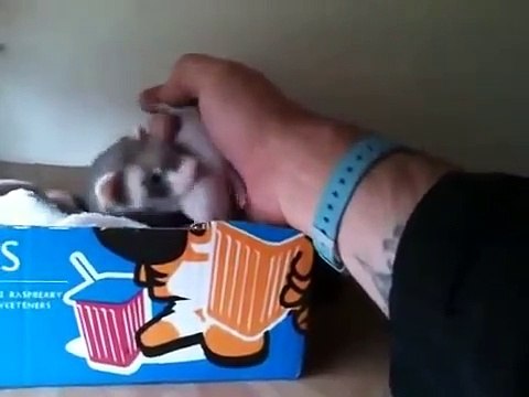 Cette maman furet attrape le bras de son maitre pour lui présenter ses petits... Adorable