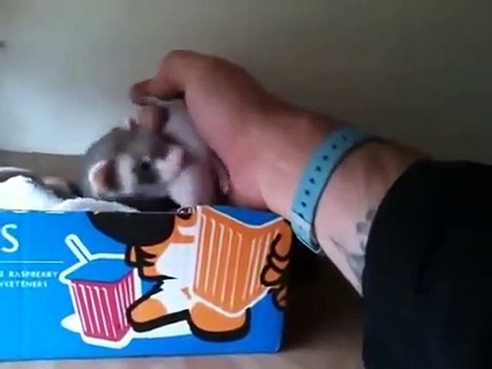 Cette maman furet attrape le bras de son maitre pour lui présenter ses petits... Adorable