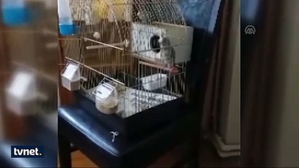 Bu kuş Sübhaneke ve İstiklal Marşı'nı okuyor