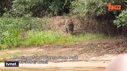 Jaguarın nefes kesen timsah avı