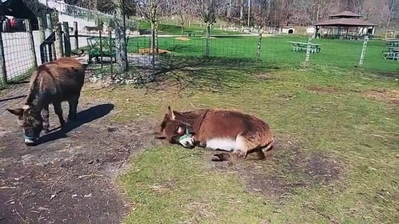 Funny Donkey Videos - Funny Animals Videos2021