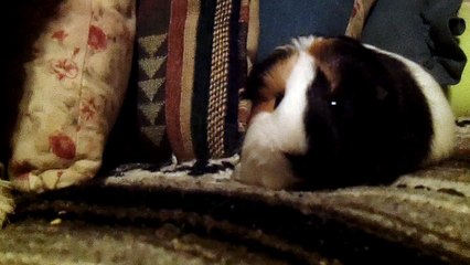 CAVIA PORCELLUS TURMERIC 102_5405