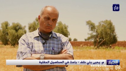 قمح معدل جينيا .. نقلة نحو الأمن الغذائي في الأردن