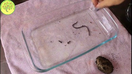 Misterioso inquilino __ CULEBRILLA de la maceta