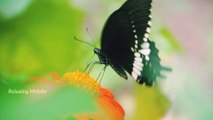 Beautiful Butterfly's and Flower Relaxing Music, Yoga Meditation Music