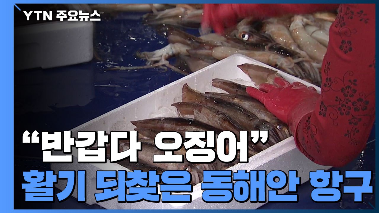 "반갑다 오징어"...활기 되찾은 동해안 항구 / YTN