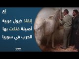 مهمة شاقة لإنقاذ خيول عربية أصيلة فتكت بها الحرب في سوريا