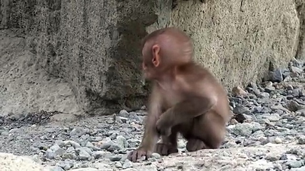 Baby Monkey | Cute Animals Video #60
