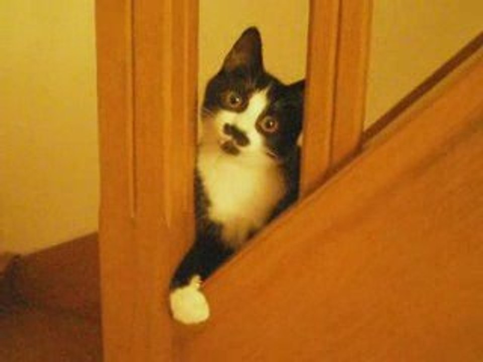 Cachou chat chaton chat miaou cat kotek gato polska92 Nono