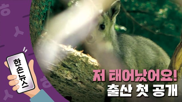 [15초뉴스] '저 태어났어요!'...천연기념물 '산양' 출산 첫 공개 / YTN