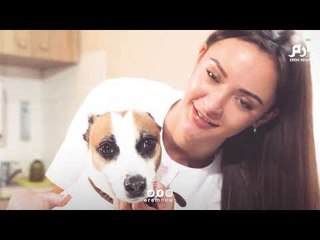 الكلاب تكتشف إصابة الإنسان بالسرطان