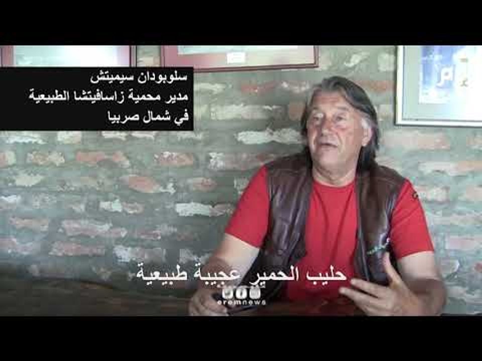جبن الحمير الصربي الأغلى في العالم.. فما فوائده الصحية؟