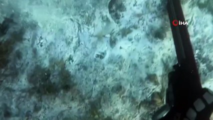 Müsilajın deniz altındaki tahribatı böyle görüntülendi