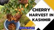 Cherry harvest starts in Kashmir valleys; Farmers expect profit post Covid lockdown | Oneindia News
