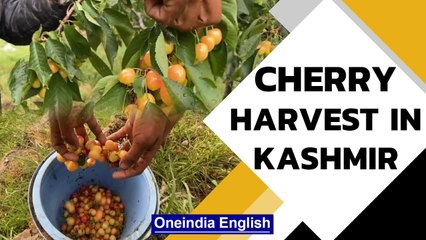 Cherry harvest starts in Kashmir valleys; Farmers expect profit post Covid lockdown | Oneindia News