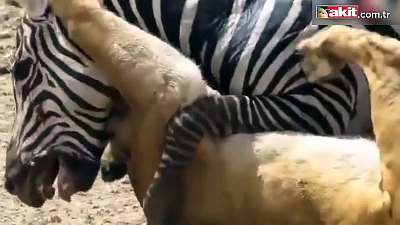 Zebra, aslanı ısırdı