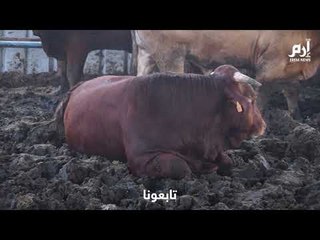 في ظل ظروف اقتصادية معقدة،، إقبال ضئيل على شراء الأضاحي في غزة