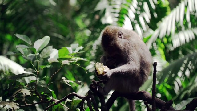 Cute Baby Pets II Draw So Cute Domestic Animals