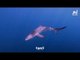 أسماك القرش في البحر الأبيض المتوسط معرضة لخطر "الاختفاء" منه