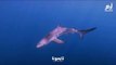 أسماك القرش في البحر الأبيض المتوسط معرضة لخطر 