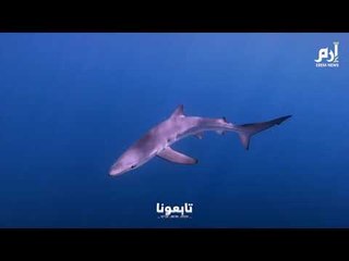 أسماك القرش في البحر الأبيض المتوسط معرضة لخطر "الاختفاء" منه