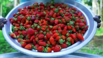 1000 STRAWBERRY Rava Kesari Recipe using Strawberry Jam Strawberry Recipe Cooking in Village