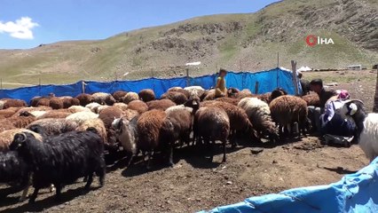Zorlu yayla hayatı minik Zehra’nın eğitim aşkına engel olamıyor