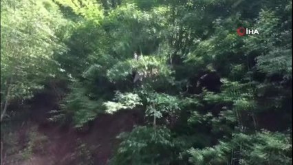 Mahsur kalan inekleri AFAD ve itfaiye ekipleri kurtardı