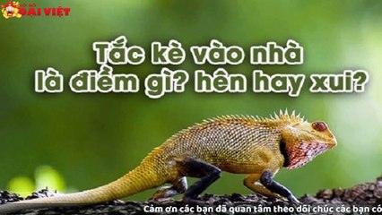Mơ thấy tắc kè có tỉ lệ trúng cao nhất