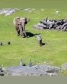 Baby elephant chasing ducks. Very cool video 2021