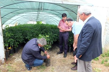 Ülkenin ceviz fidanı ihtiyacının yüzde 95'ini karşılıyorlar