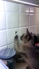 Kitty Attacks Kitchen Tile