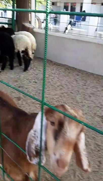 Kambing sa Kulungan